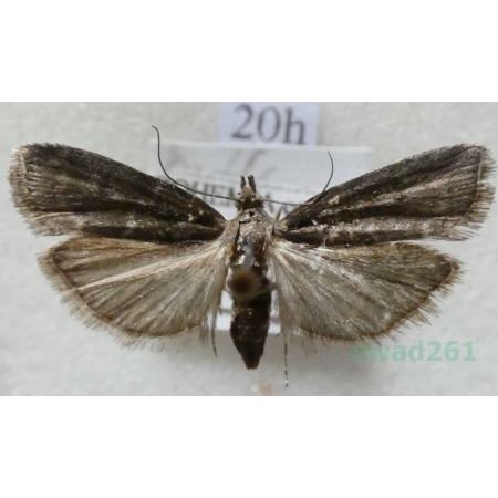 Pyla fusca (Haworth, 1811) Czech20h